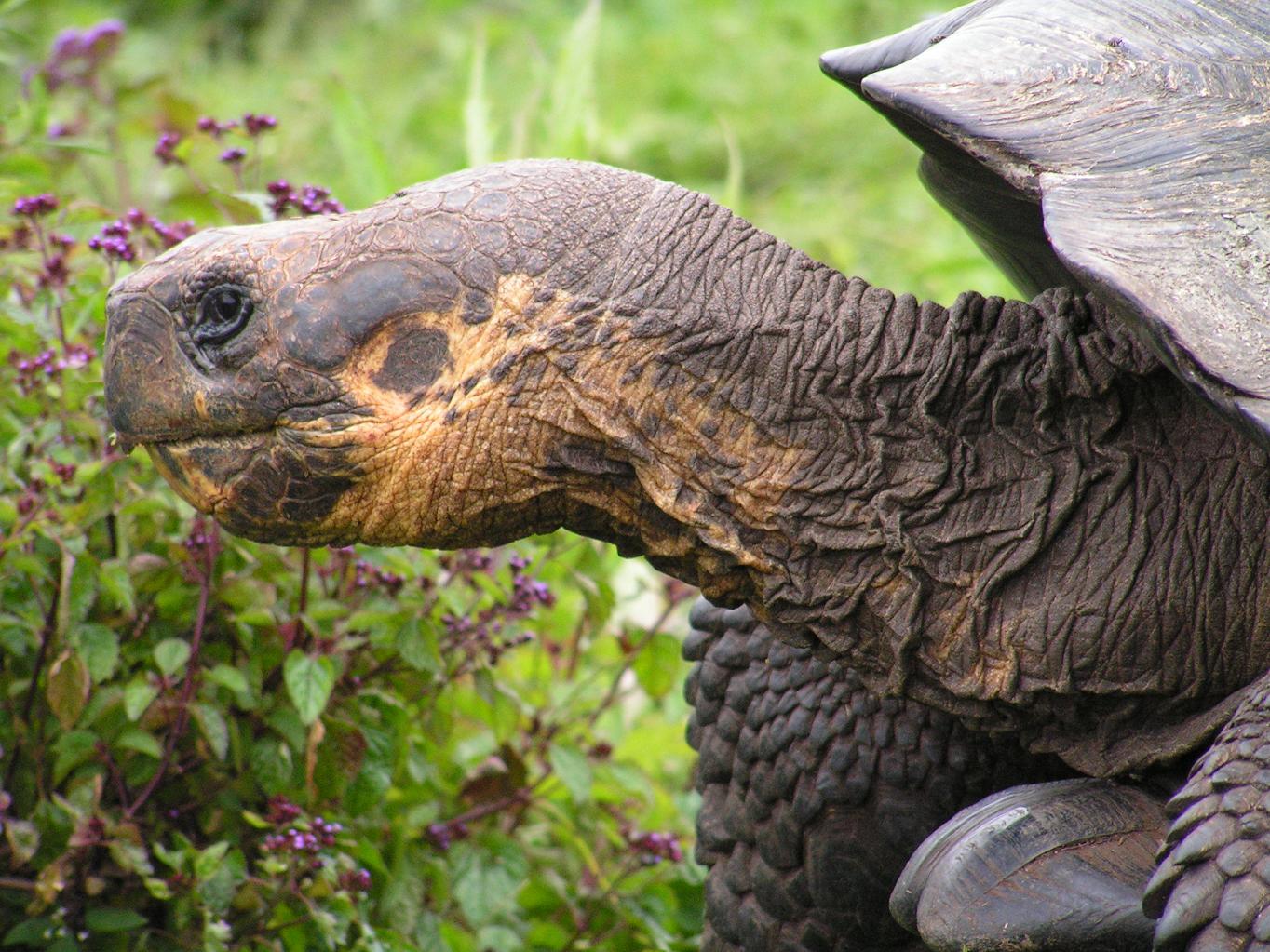 GALAPAGOS